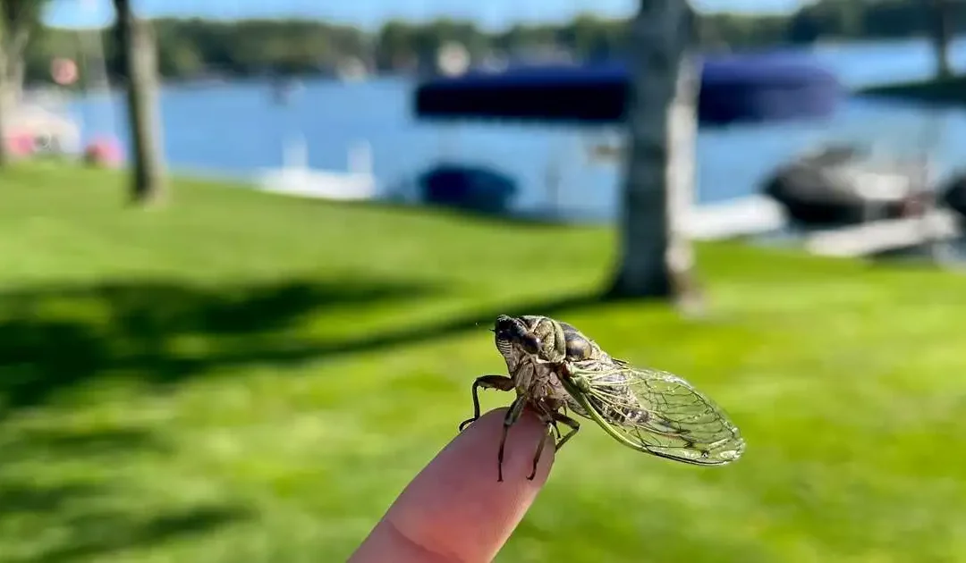 Cicada-Mania: Don’t Brood Over These Critters’ Impact on House Hunting