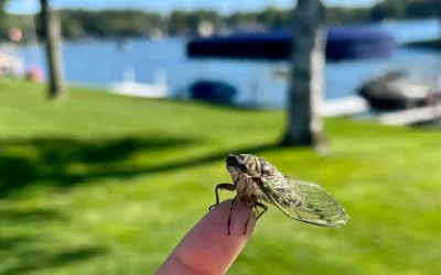 Cicada-Mania: Don’t Brood Over These Critters’ Impact on House Hunting